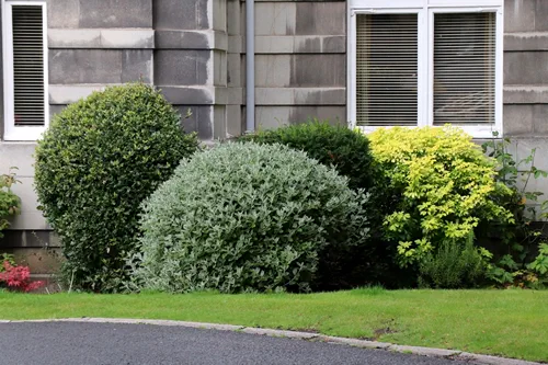 Brachyglottis greyi. Greyi, yellow daisy. evergreen plant